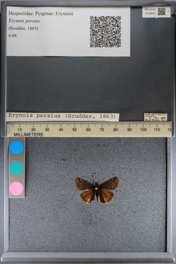 Media type: image;   Entomology 198087